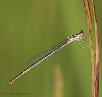 Enallagma concisum, female